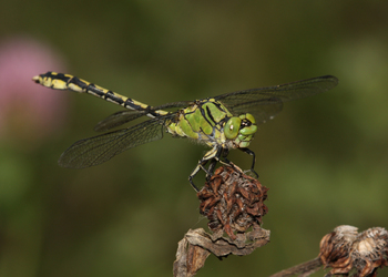 Grüne Flussjungfer (Ophiogomphus cecilia) - © Brigitte Komposch